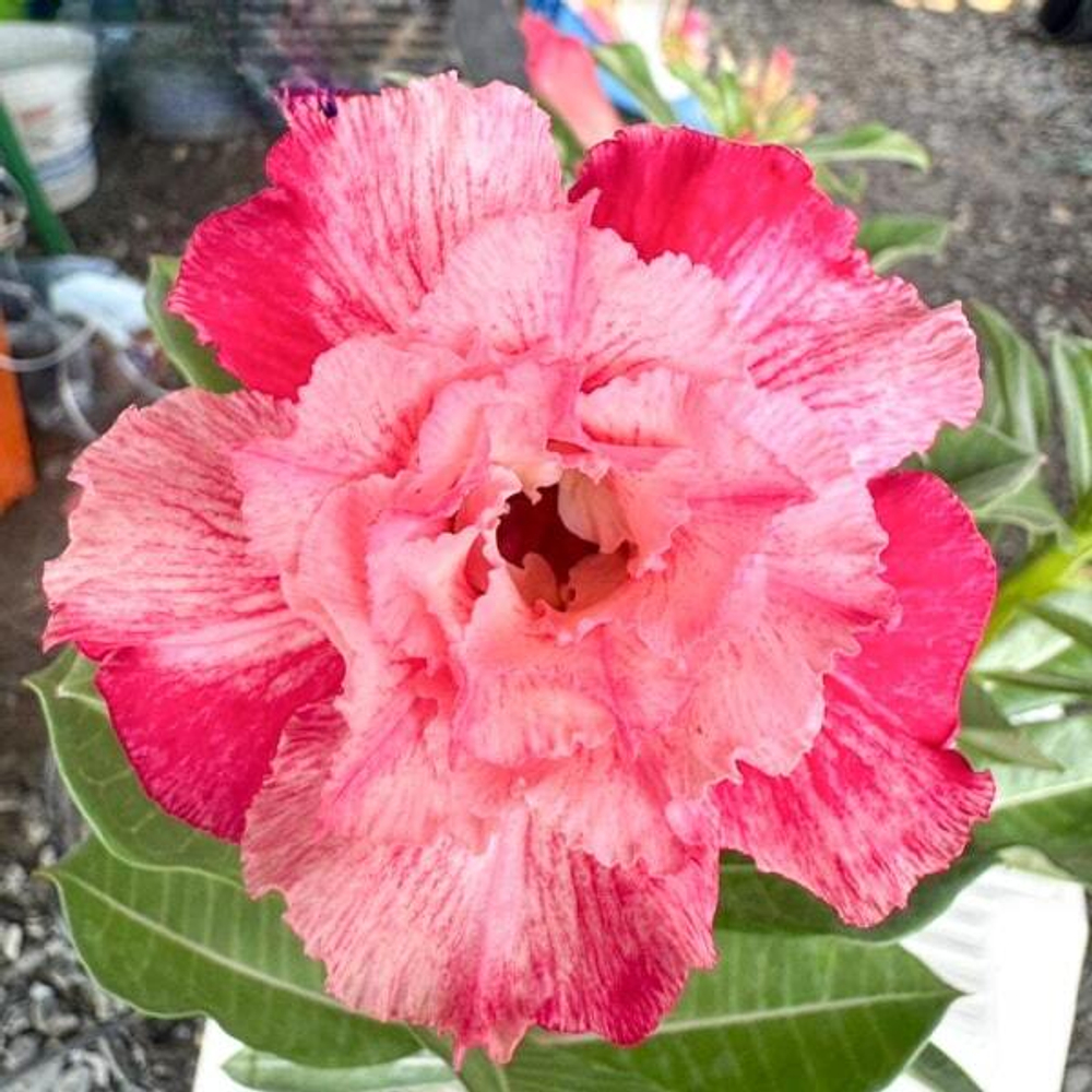 Адениум обесум MY ROSE