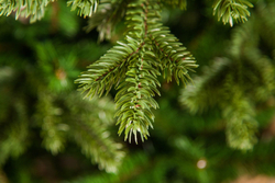 Ель Царская 185см зеленая Triumph Tree