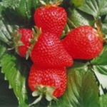 Земляника средняя Ароза Р9