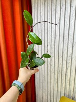 Хойя AH074, D9см Н15см, 1шт, Urban Jungle (7583)