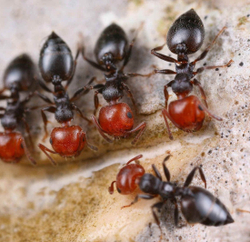 Муравьи Crematogaster scutellaris (Красноголовый остробрюхий-муравей)