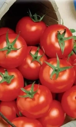 Семена Томат Филиппок 20шт (УД) Е/П