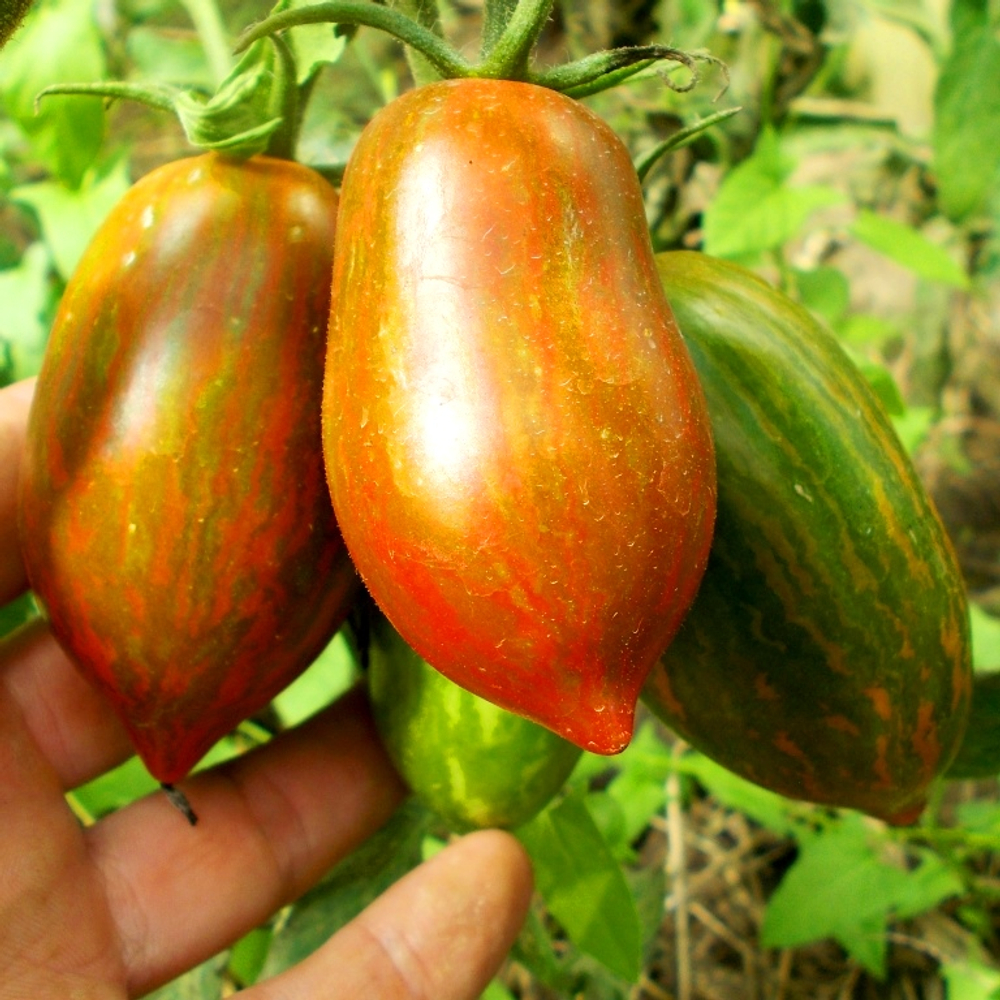 Помидоры Сластёна - Sweet Tooth Tomato