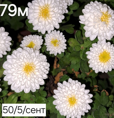 САЖЕНЦЫ ХРИЗАНТЕМЫ МУЛЬТИФЛОРА БЕЛАЯ С ЖЕЛТЫМ ЦЕНТРОМ №79