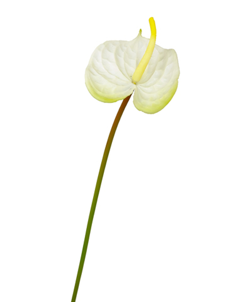 Антуриум 58 см