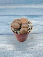 Lithops sp. (Литопсы)