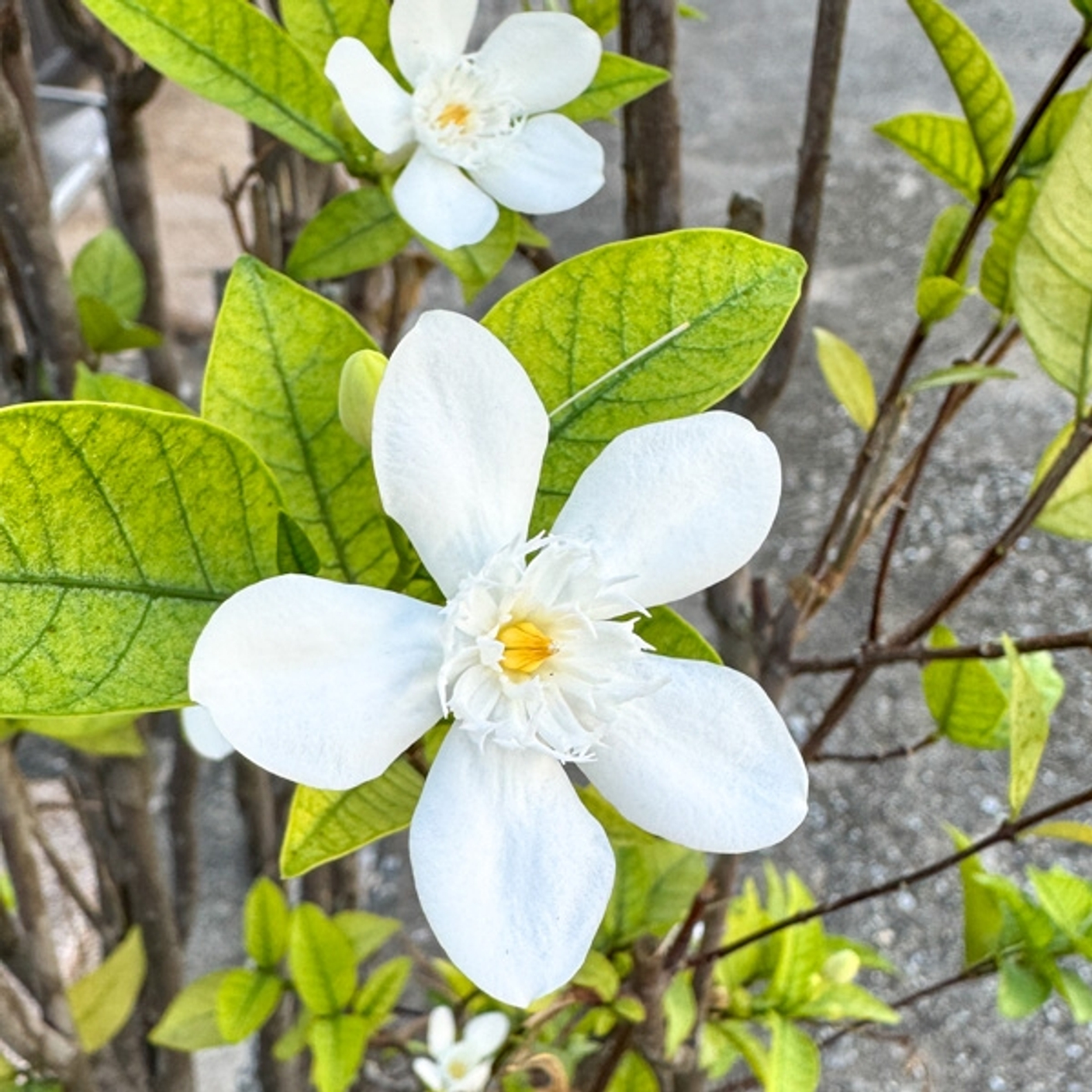 Две райтии и муррайя