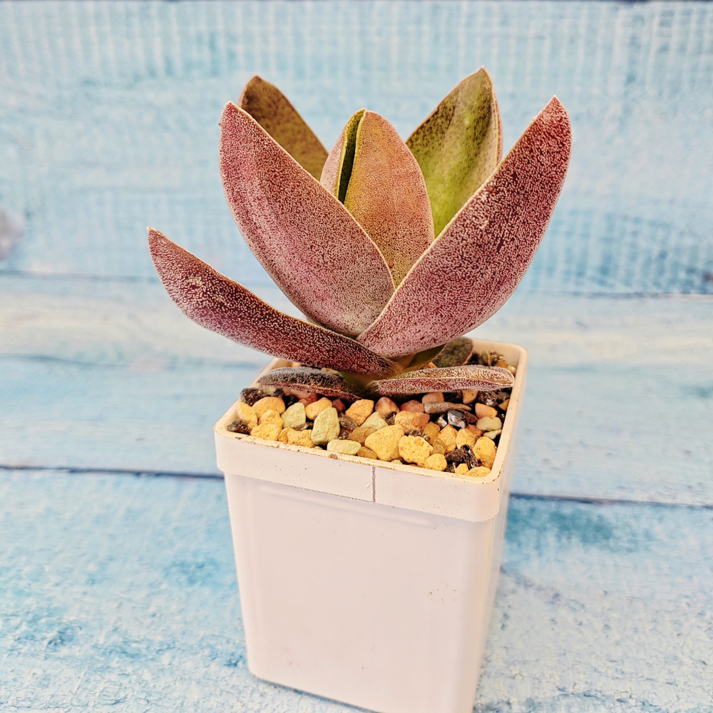 Crassula Garnet Lotus (Крассула)