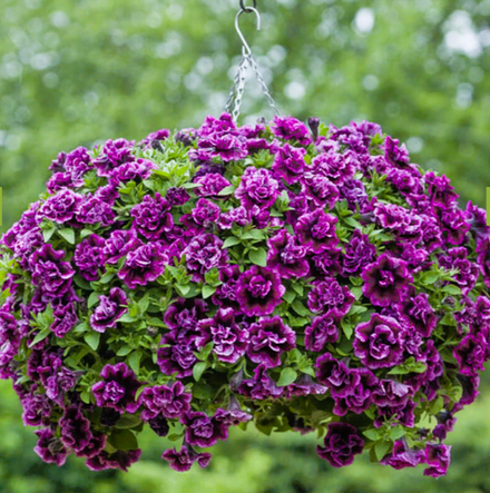 ЕВРО Petunia TUMBELINA COMPACT Julianna неукор черенок ноябрь 2025