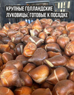 Тюльпан луковичные цветы, Суррендер 3 шт, крупные