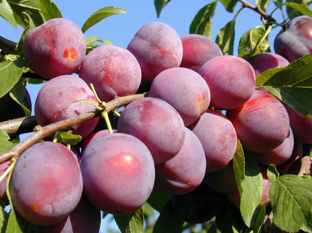 Саженец Алычи «Путешественница» (Русская слива, Ранняя, Сладкая, Компактная, Отличный опылитель)