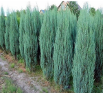 Можжевельник скальный Блю Арроу (Juniperus scopulorum Blue Arrow) р9 август 2026 г