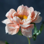 Набор пастели " Нежный пион " в магнитных футлярах 20 цветов