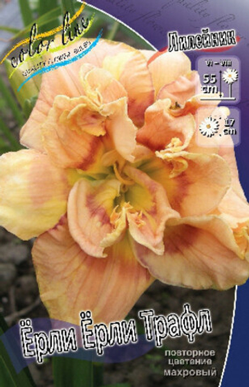 Лилейник Ёрли Ёрли Трафл