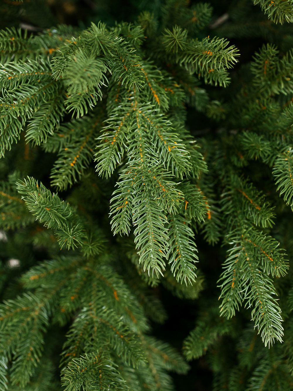 Искусственная ель «Берген» (Литая хвоя) 210 см / 2.1 м