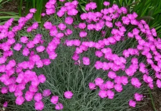 Гвоздика серовато-голубая Пинк Бланка Р9 Закупка М36 получение май-июнь 2026