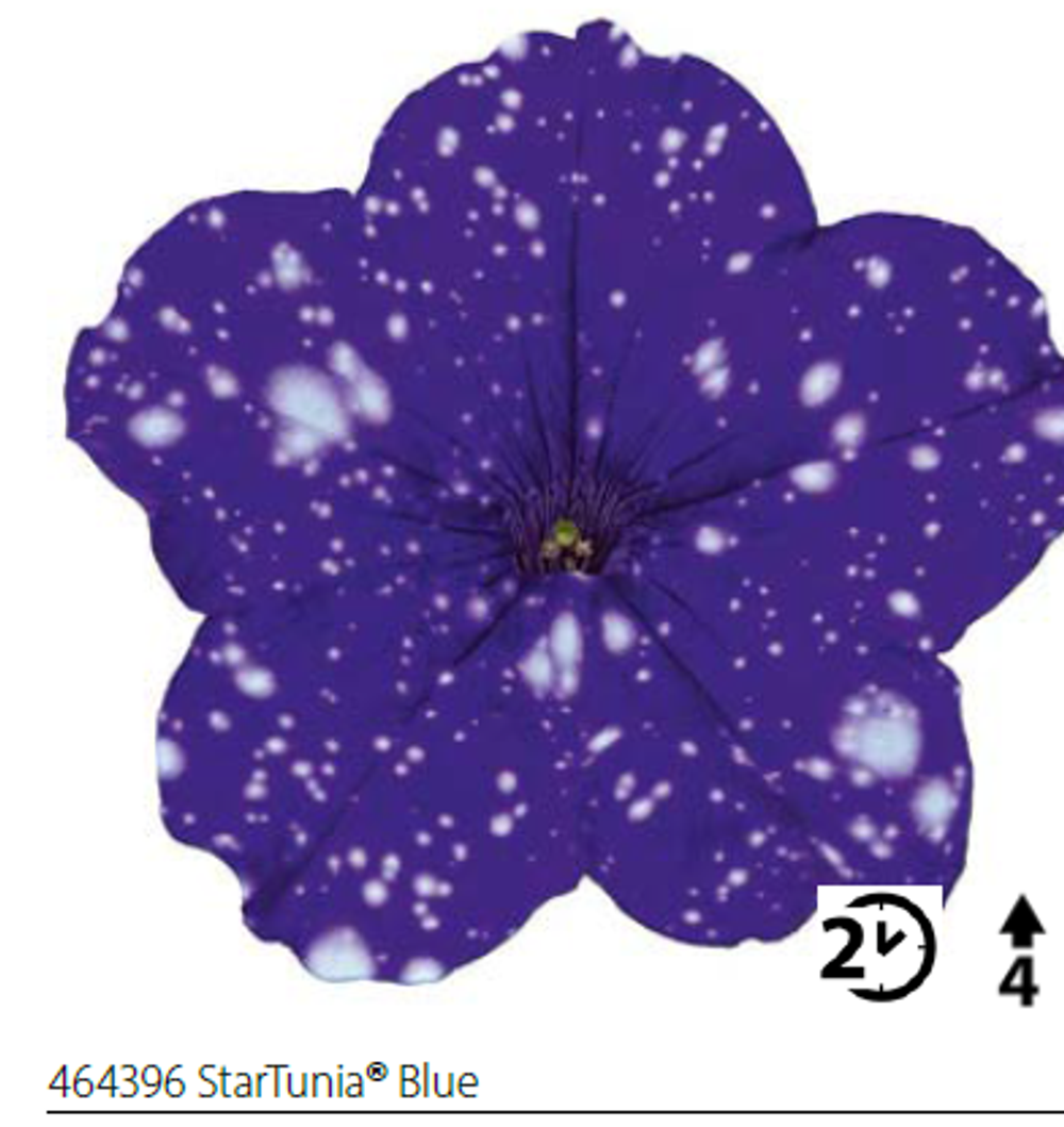 ЕВРО Петуния Startunia Blue укореннный черенок ОКС конец ноября