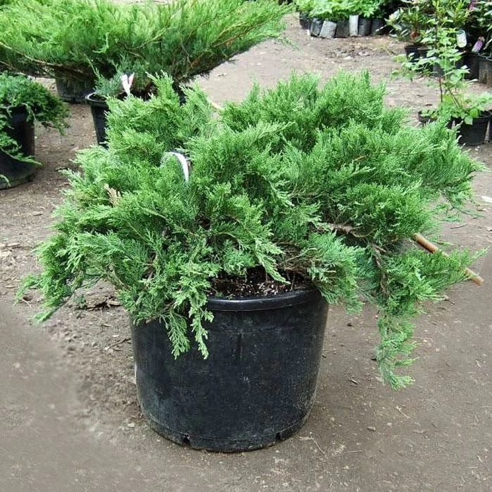 Можжевельник казацкий Тамарисцифолия C7,5 40-60