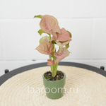 Сингониум Неон Розовый d6