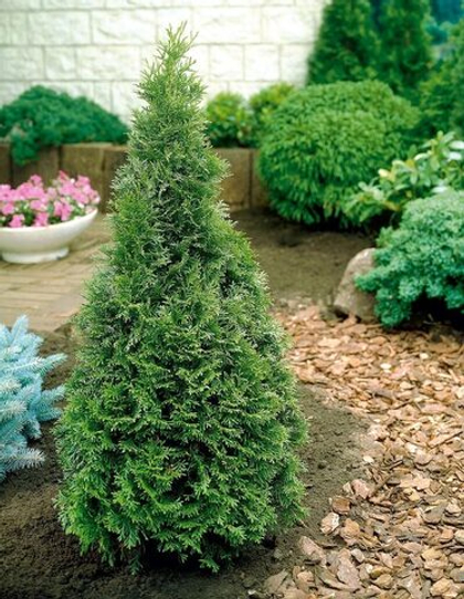 Туя западная Брабанд