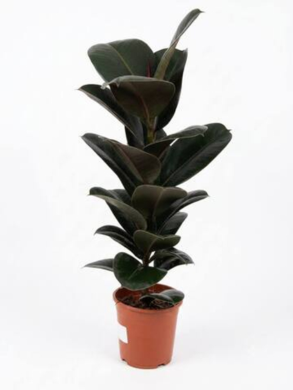 Фикус Green King Kong д.18