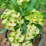 Эуфорбия Миля WAEW UDOM
