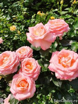 Блум оф Рут (Bloom of Ruth)