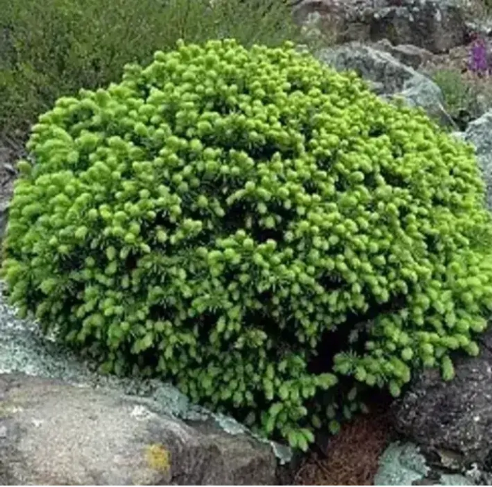 Ель "Acrocona Aureospicata"