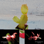 Schlumbergera Thor Vita (Декабрист)