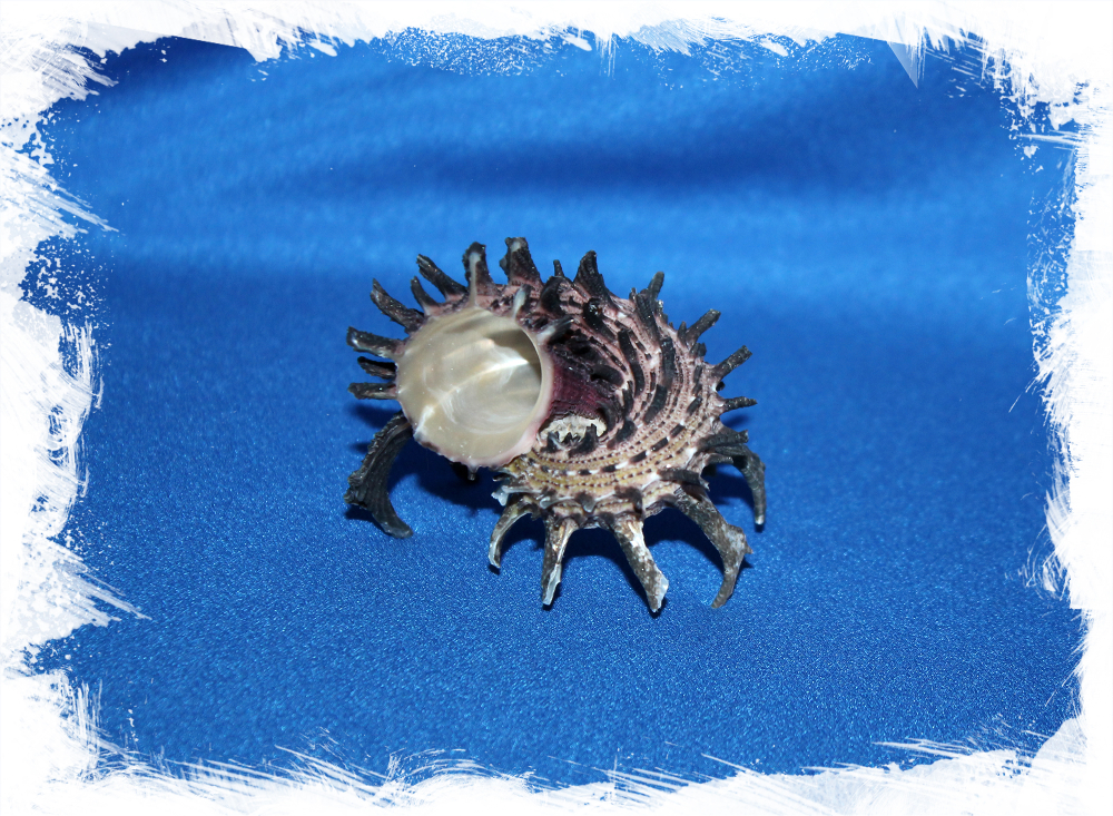 Раковина Ангария империалис, Ангария империалис, Angaria imperialis, Angaria melanacantha