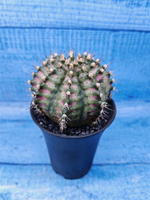 Gymnocalycium T-Rex Pink hybride (Гимнокалициум T-rex)