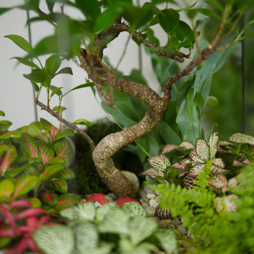 Готовый флорариум Ботанический сад Фикус XL