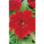 Семена Петуния Революция Красная F1 0,05гр (УД) Е/П