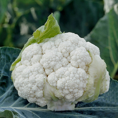 Кларифай F1 семена капусты цветной (Syngenta / Сингента)