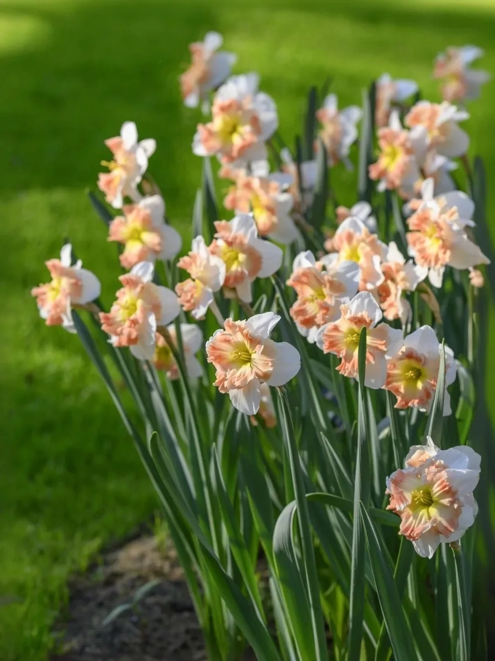 Нарцисс Разрезнокорончатый Мали