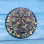 Gymnocalycium Daydream (Гимнокалициум)