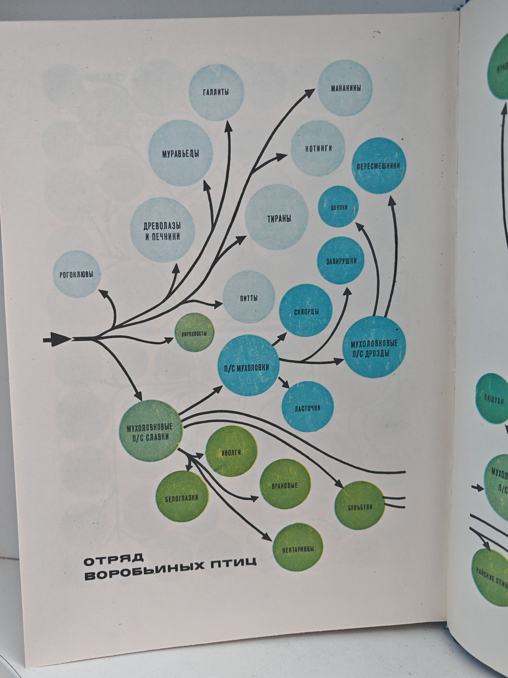 Мир животных. Рассказы о птицах
