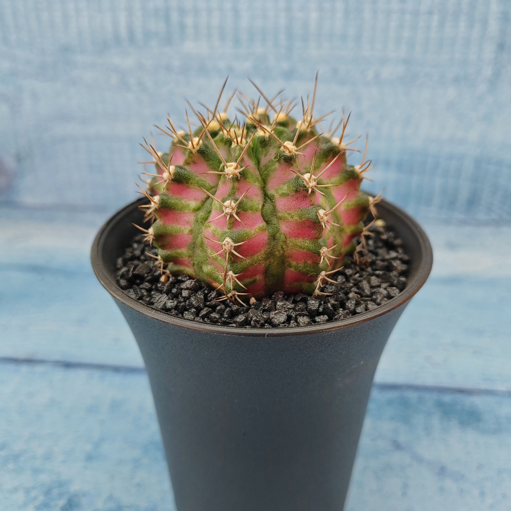 Gymnocalycium T-Rex Pink hybride (Гимнокалициум T-rex)