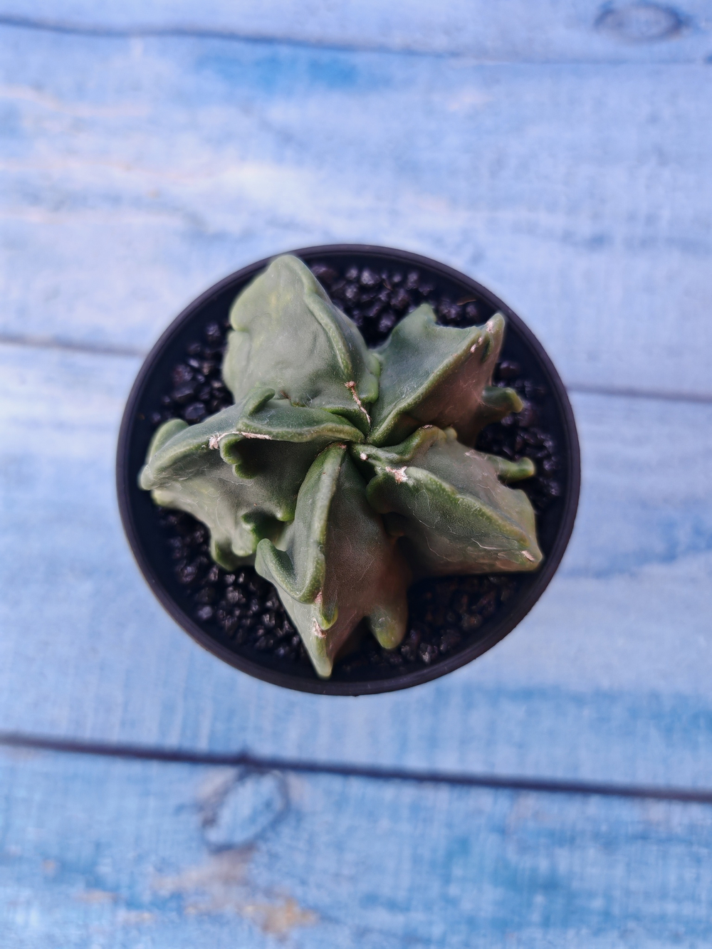 Astrophytum Myriostigma monstrosa (Астрофитум)