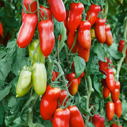 Семена томата Поззано F1, Enza Zaden, 3 шт.