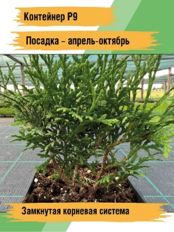 Саженец Туя западная Тини Тим