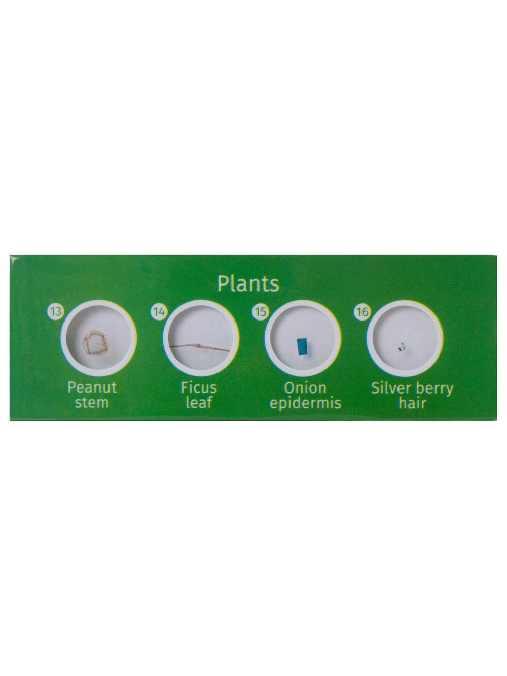 Набор микропрепаратов Levenhuk LabZZ CP24, существа и растения