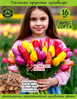 Тюльпан Луковица, Микс сортов 16 шт, крупные