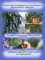 Розмарин Простратус ампельный