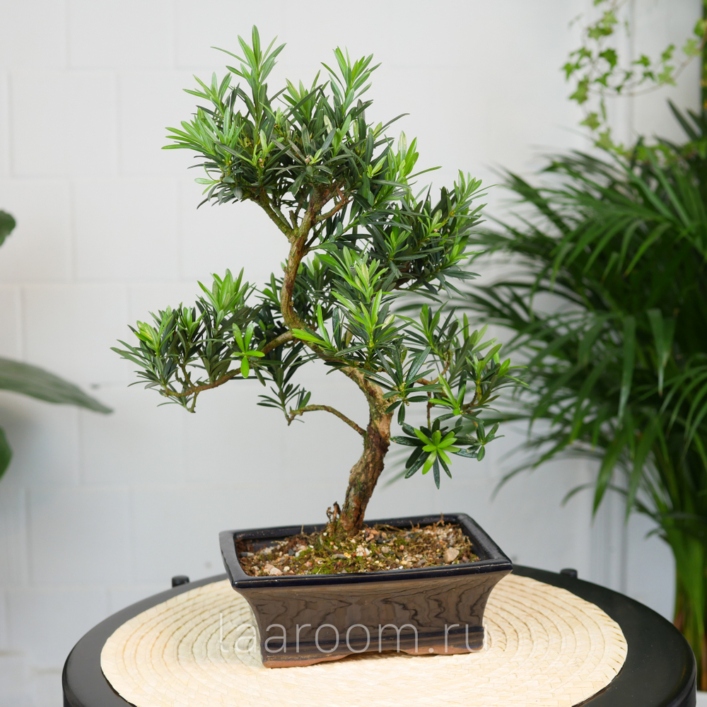 Бонсай Подокарпус 40см