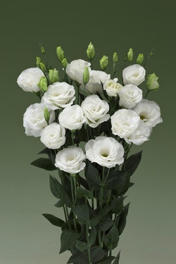 Эустома Арена I Вайт (50др) Витагрин Профи