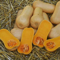 ПЛУТО F1 семена тыквы (Sakata | Alexagro)