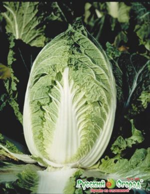 Капуста пекинская Ча-Ча F1