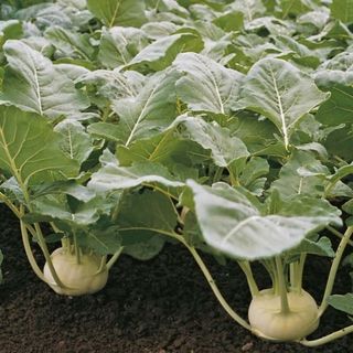 Капуста Кольраби Корист F1 2500 (семян)