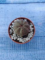 Суккулент Euphorbia Obesa (Эуфорбия)